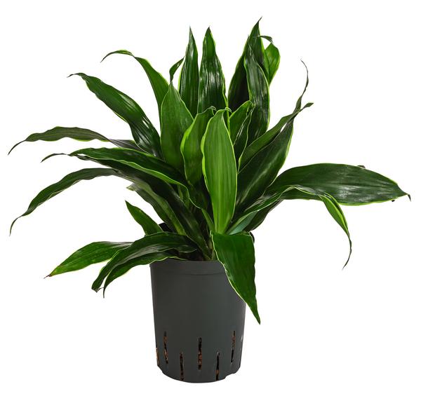 Drachenbaum - Dracaena fragrans 'Arturo',