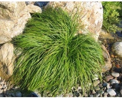 Zegge (Carex caryophyllea 'The Beatles') D 9 H 10 cm
