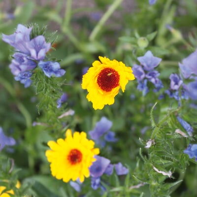 Blumensamen Samenkugeln Wildblumen