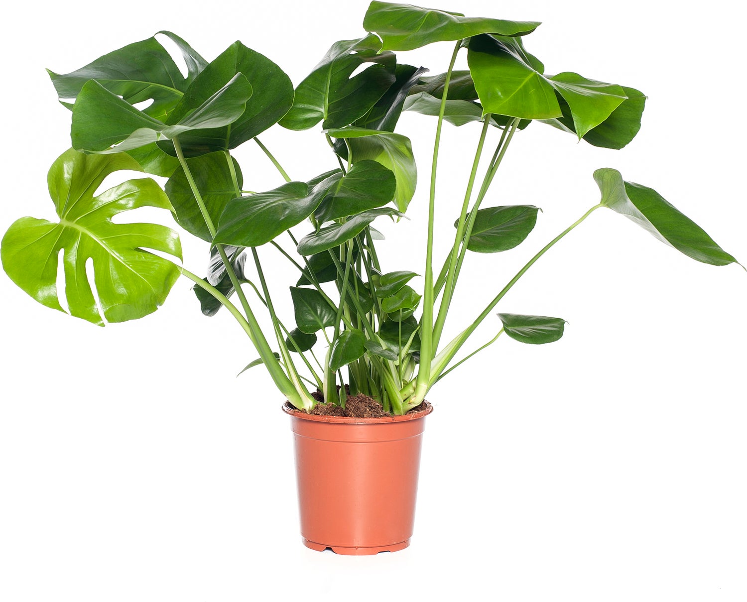 Gatenplant (Monstera delicosa) D 21 H 75 cm