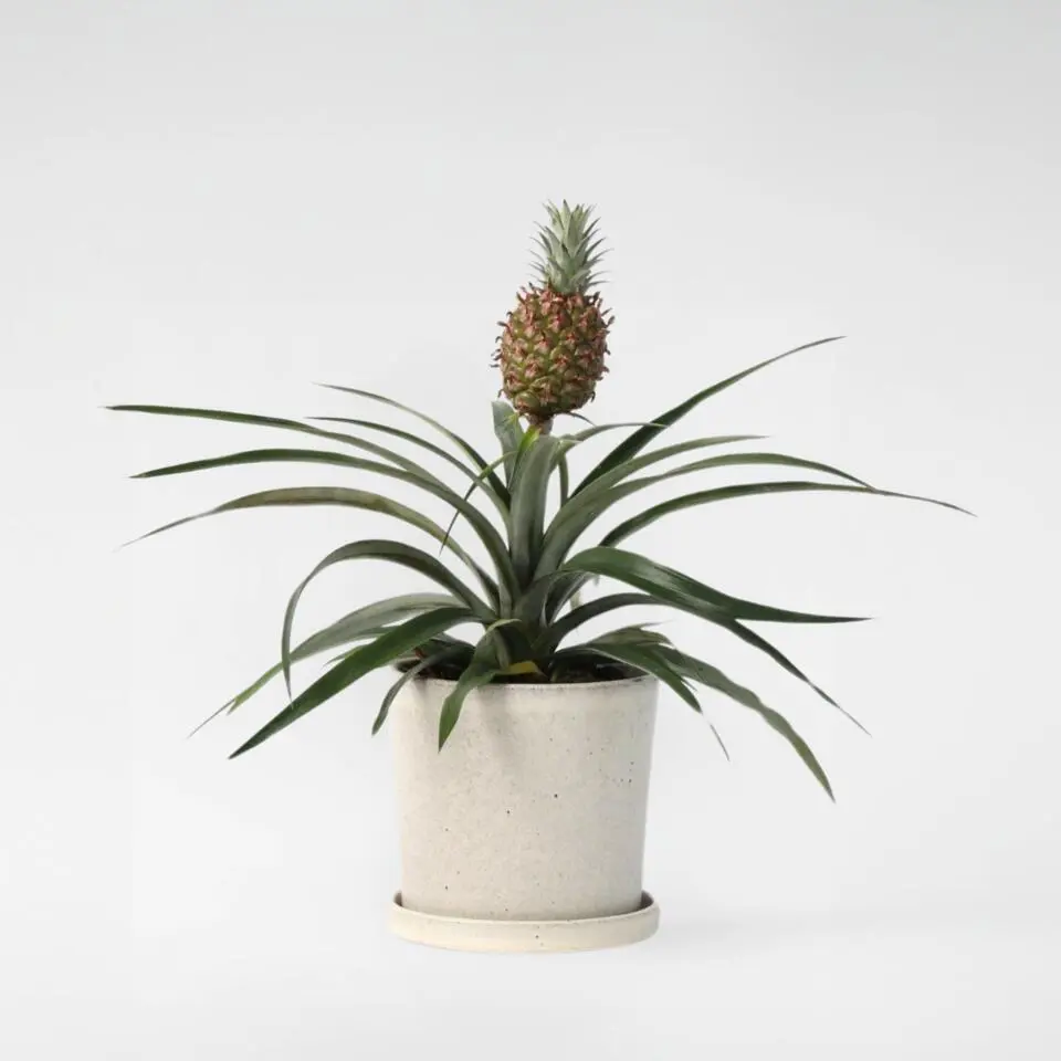 Bromelia - Ananas comosus 'Mi Amigo' - Hoogte 35-45cm - ⌀12cm