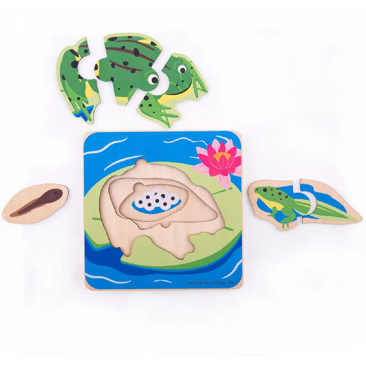 Puzzle Cycle de Vie Bigjigs Toys Grenouille