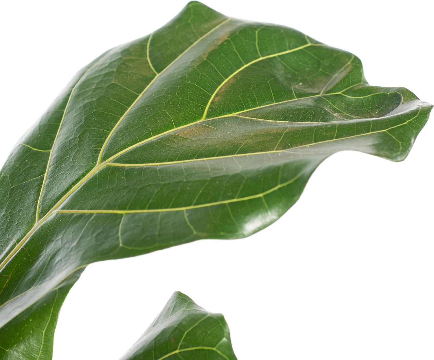 Vioolbladplant (Ficus lyrata) D 34 H 140 cm