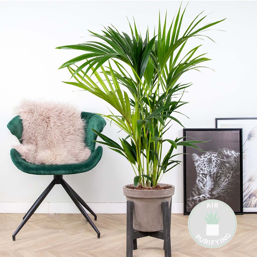 Howea forsteriana - palmier kentia - plante d'intérieur - purificateur d'air – ⌀19 cm - ↕90-100 cm