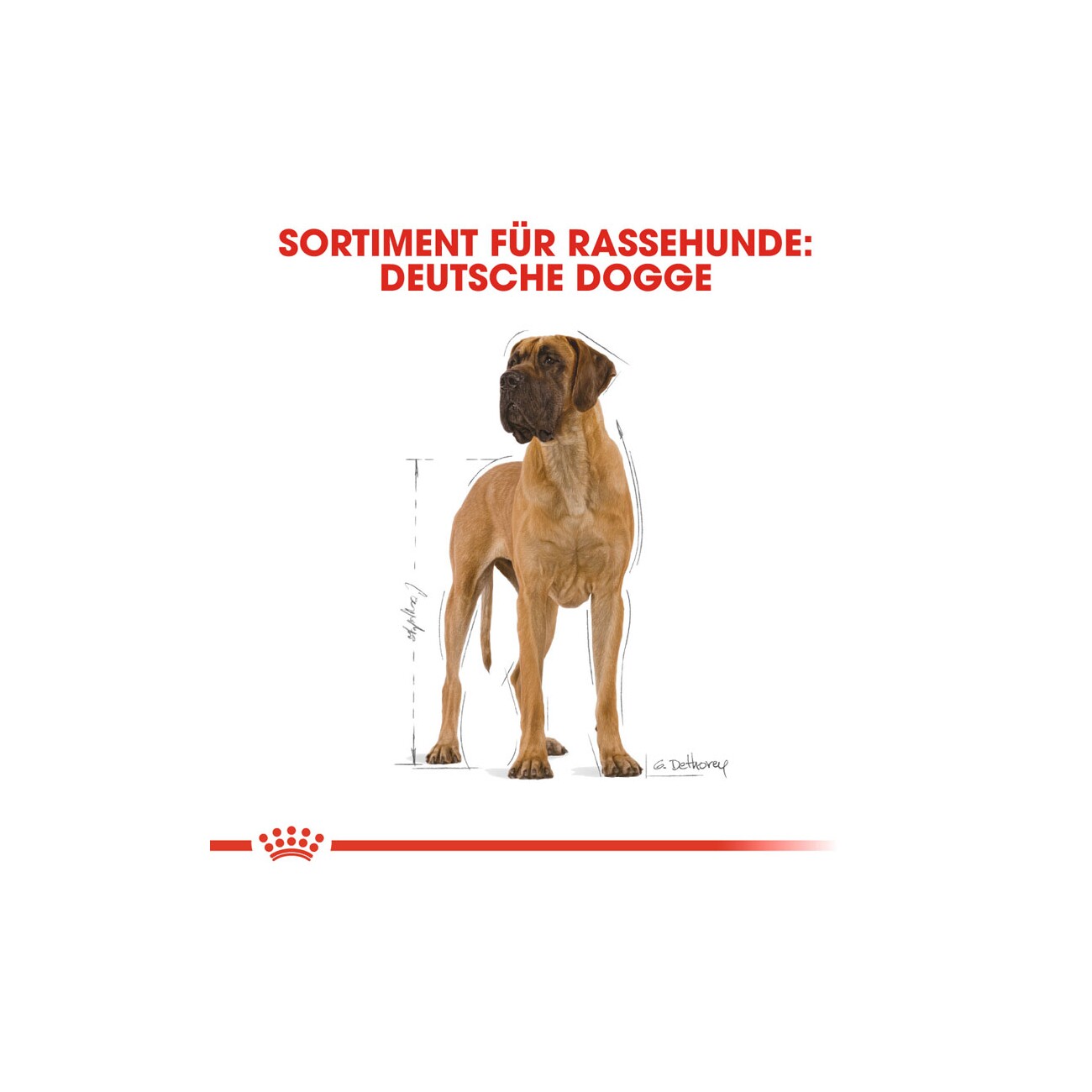 ROYAL CANIN Deutsche Dogge Adult 12 kg