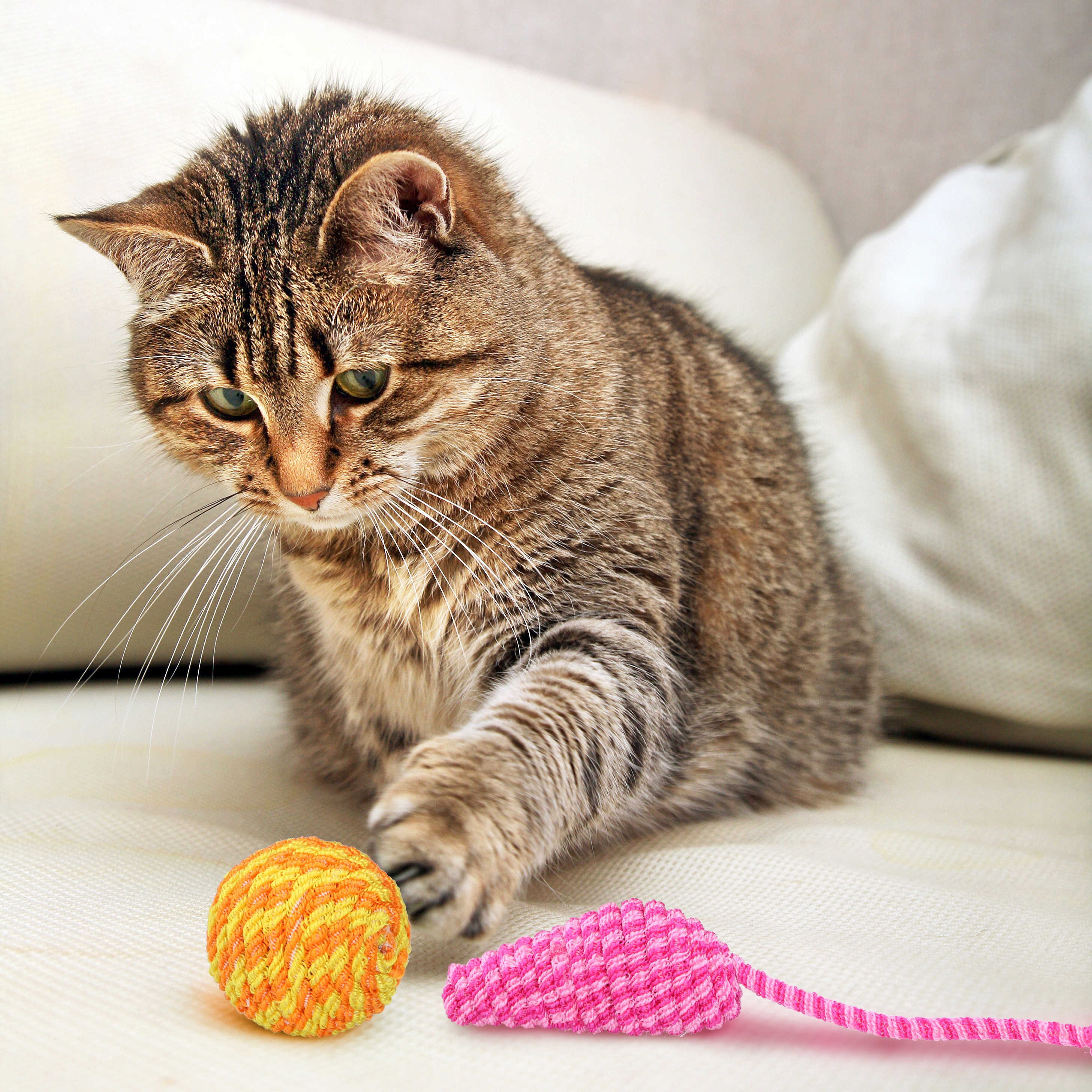 Katzenspielzeug Maus und Ball