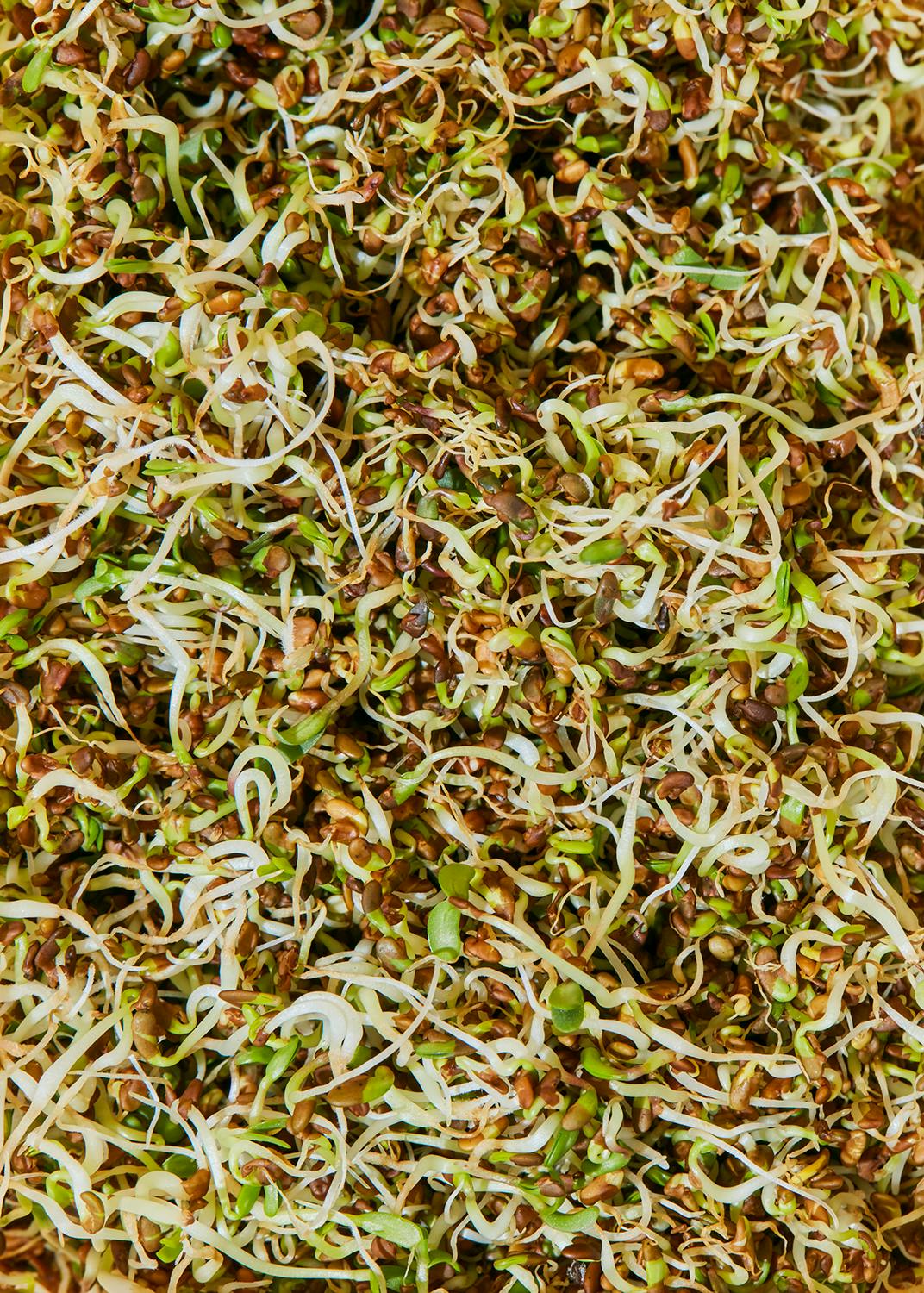 Bio Alfalfa Samen 1 kg