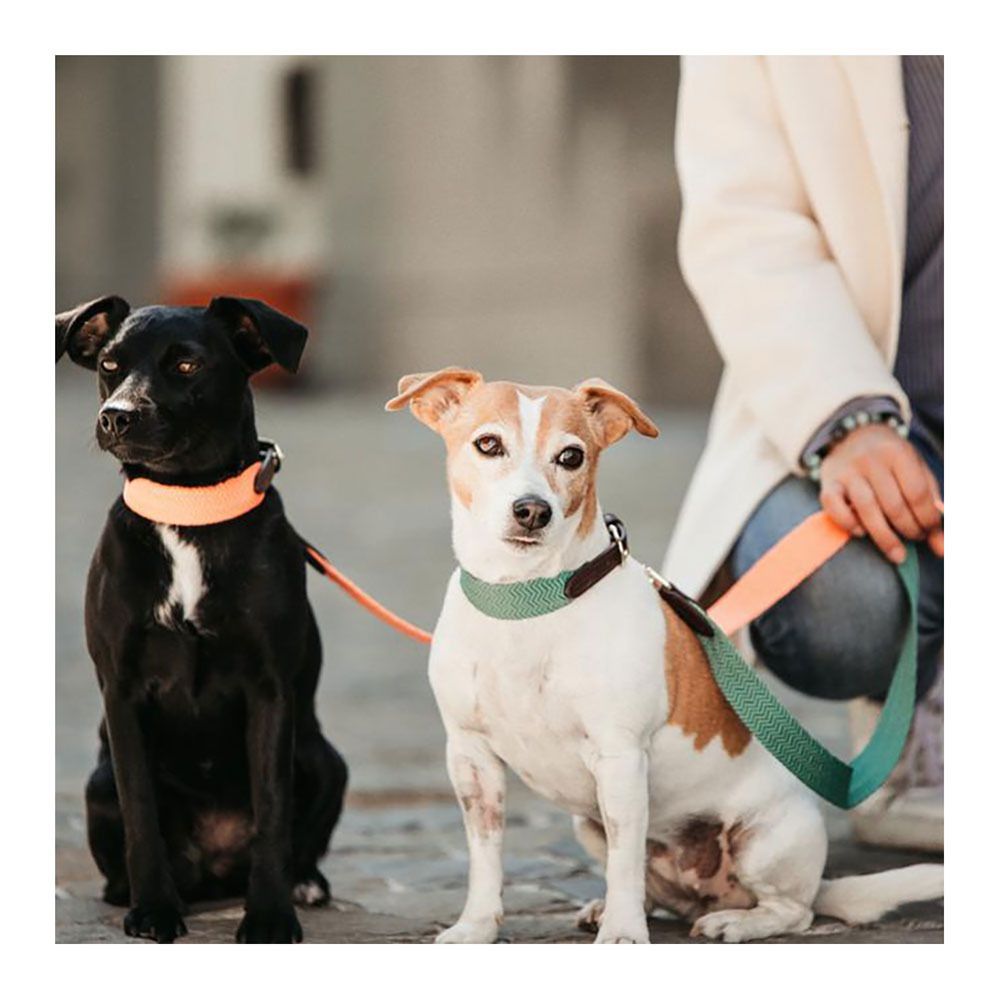 Kentucky JACQUARD - Laisse pour chien olive green