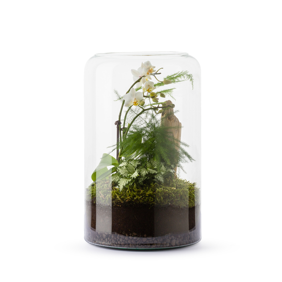 Terrarium Mia M- Orchidée phalaenopsis