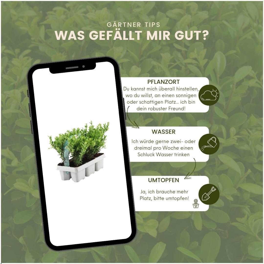 Plants by Frank – 72 Stechpalme | Heckenpflanzen Winterhart | 72 x Ø7 cm - 15 cm Ilex crenata Jenny | Heckenpflanzen | Buchs ersatz | Buchsbaum
