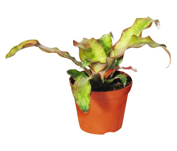 Erdbromelien-Set - Cryptanthus, 4-teilig