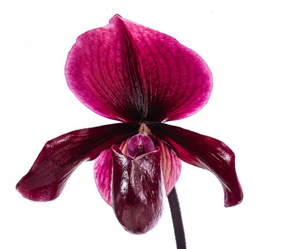 Frauenschuh - Paphiopedilum 'Vinicolor'