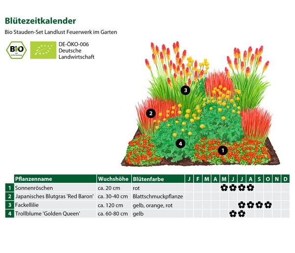 Bio Stauden-Set Feuerwerk im Garten, Landlust