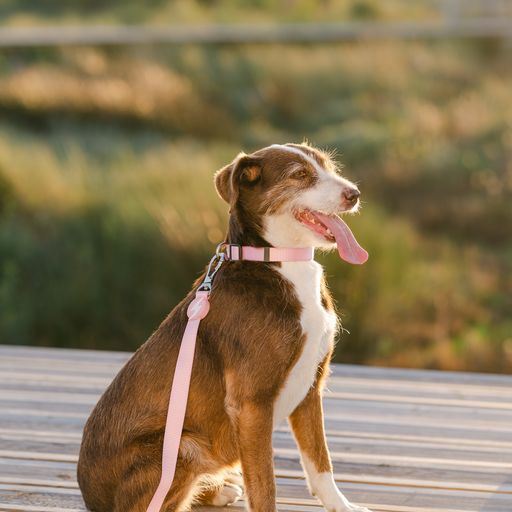 Guia de nylon rosa claro para cães