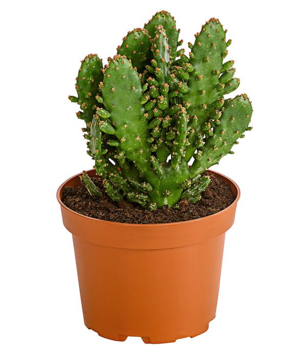 Feigenkaktus - Opuntia indica, verschiedene