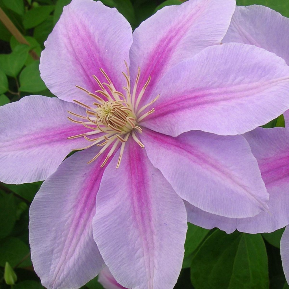 Clématite bee's jubilée/clematis bee's jubilée[-]pot de 1,5l - tuteur bambou 30/60 cm