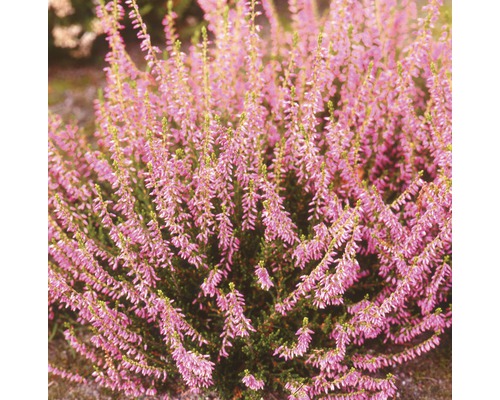 Heide, Gewone heide FloraSelf Calluna vulgaris Ø 10/11 cm pot, willekeurige variëteitselectie, effen kleur