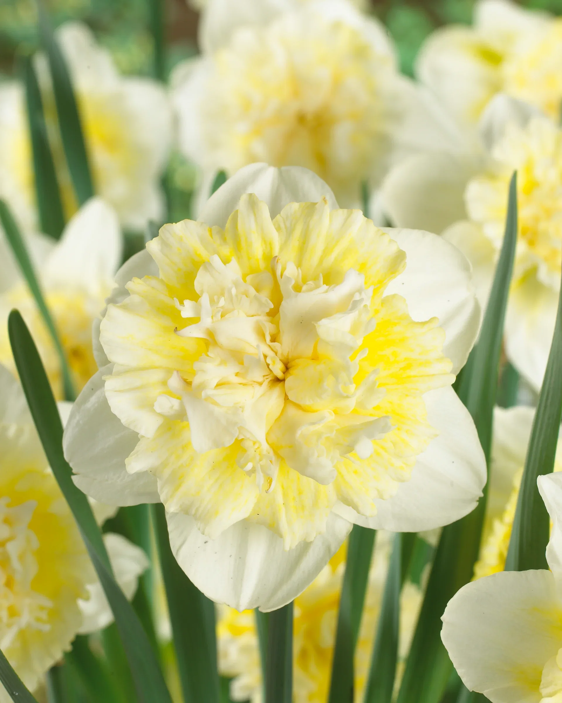 Narcissus x incomparabilis 'Ice King' Påskelilje 'Ice King'