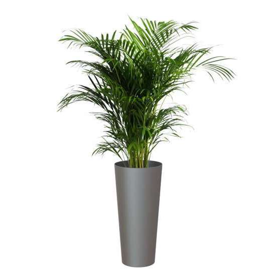 Pot d'intérieur Porto en plastique anthracite Ø37 x H.80cm