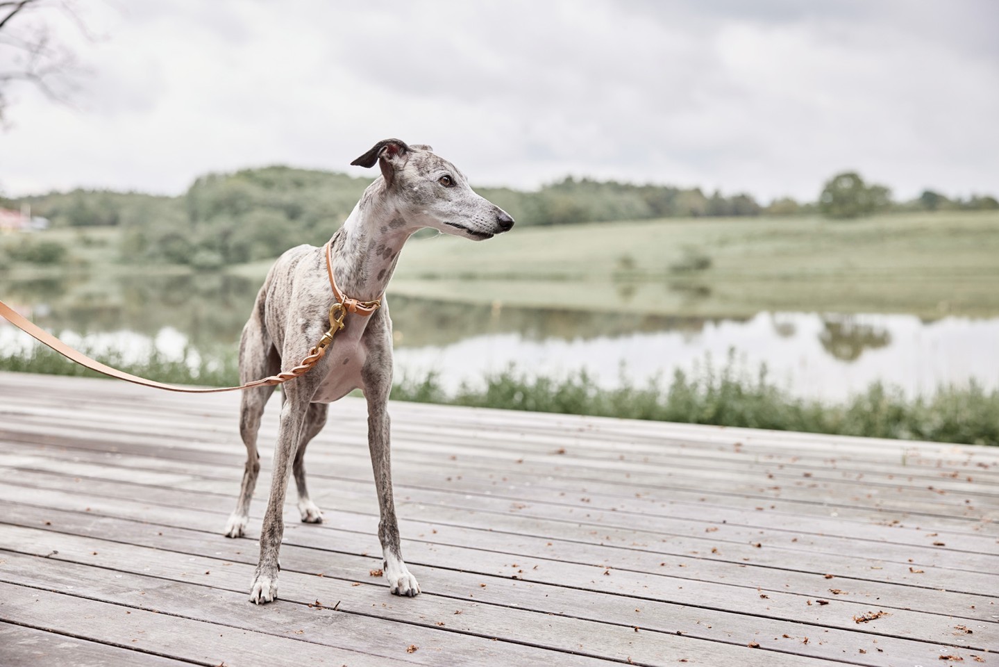OYOY ZOO - Robin Hunde Halsbånd - Ekstra Stor - Natur 58cm
