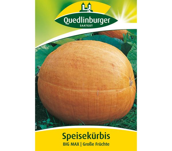 Quedlinburger Samen Speisekürbis 'Big Max'