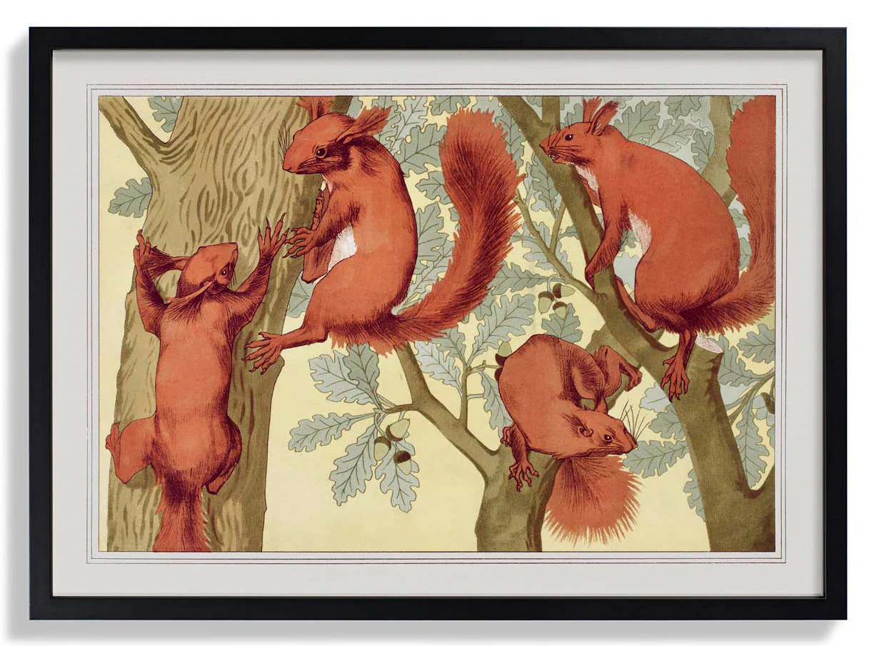 Eichhörnchen