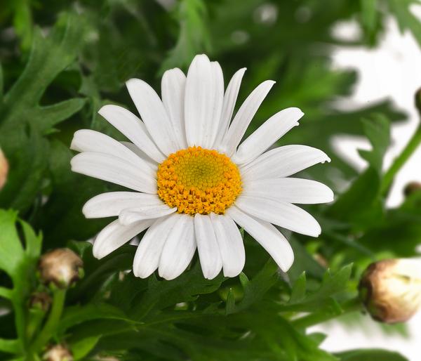 Margerite 'Bofinger', Stämmchen
