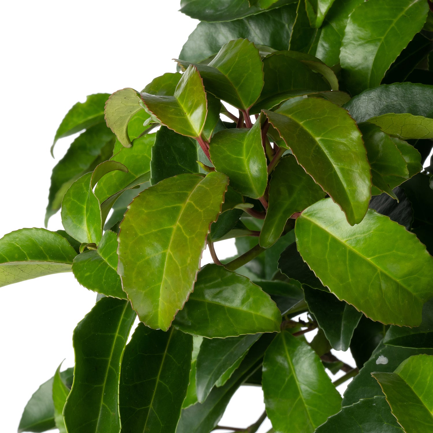 Portugese Laurier (Prunus lusitanica 'Tico') D 21 H 50 cm
