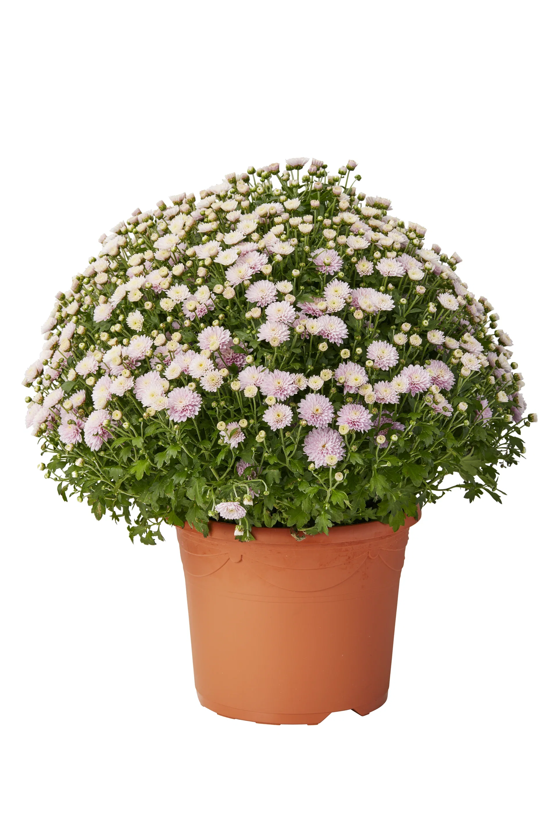 Chrysanthemum x morifolium Frilandskrysantemum 'Magnum' Ø27 cm