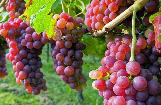 Wein selber machen in Zürich – Weinwissen mit Genuss