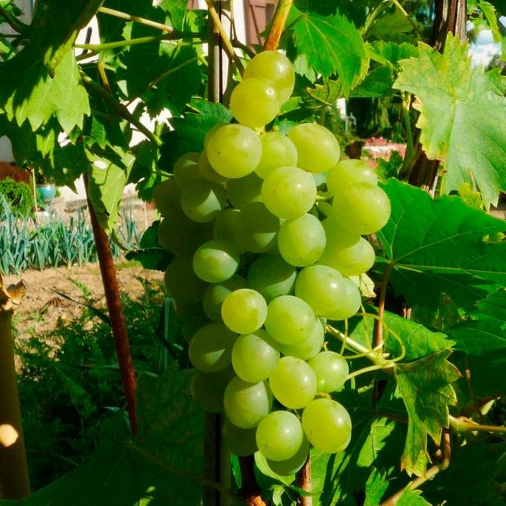 Vigne 'ampelia® perdin' vitis vinifera 3l