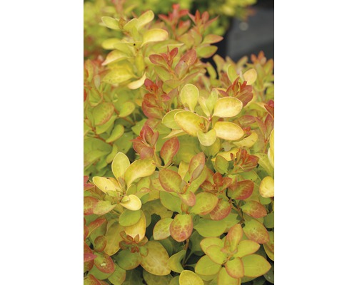 Berberis FloraSelf Berberis thunbergii 'Limoncello' H 30-40 cm Co 4.5 L