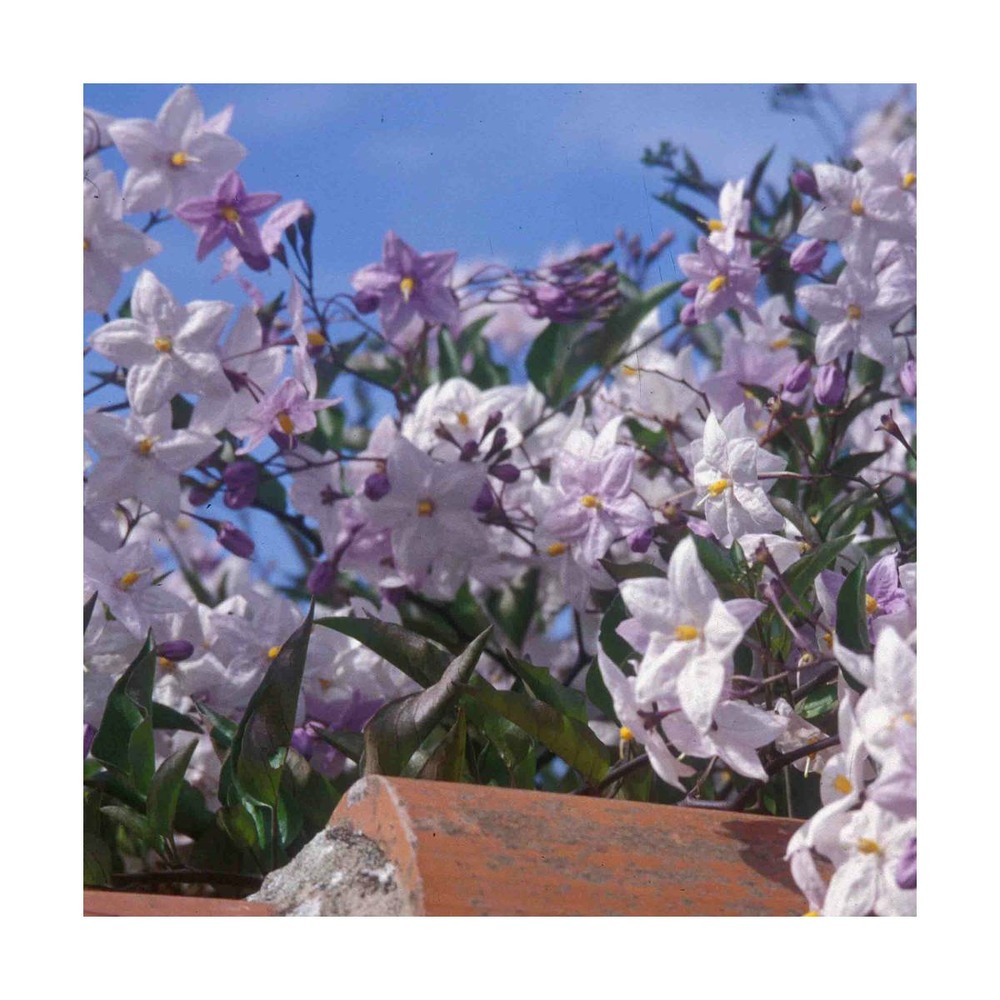 Morelle faux jasmin jasminoides/solanum jasminoïdes[-]pot de 1,5l - tuteur bambou 30/60 cm