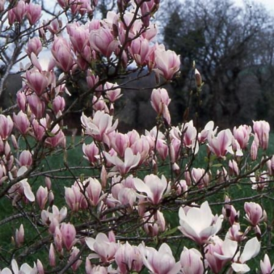 Magnolia Soulangeana : pot de 10L - H. 100/125 cm