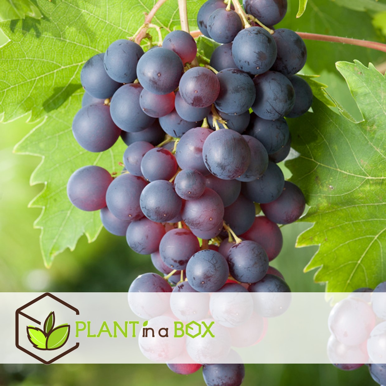 Plants de raisin - set de 3 - vitis vinifera - bleu - pot 9cm - hauteur 25-40cm
