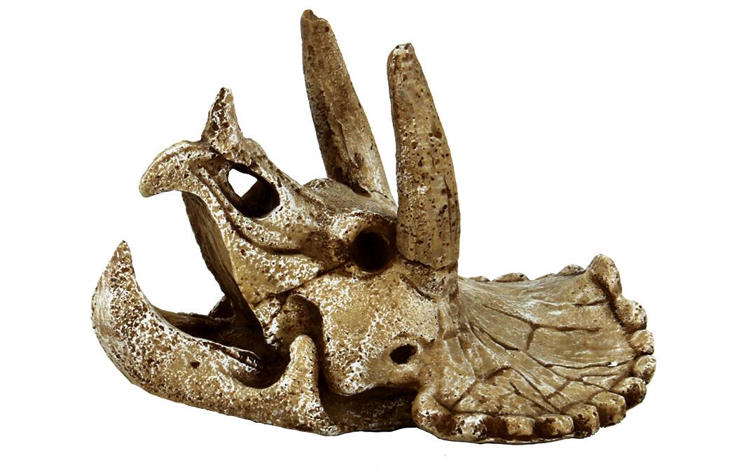 Dekoration Schädel Triceratops MDekorativer prähistorischer Schädel