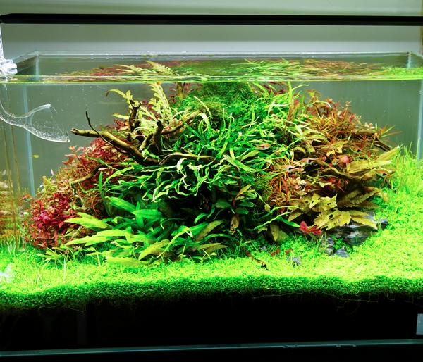 Chihiros Aquariumbeleuchtung LED-System A II