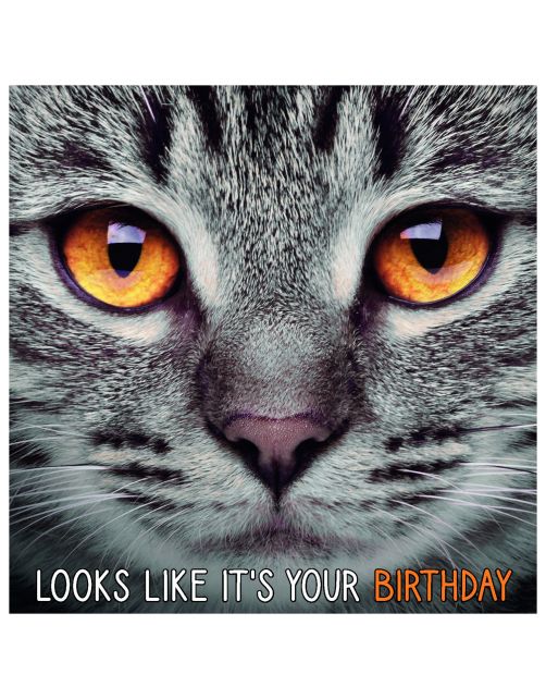 Plenty Gifts Kaart Grey Cats Eyes Birthday - Cadeau - 13.7x13.7 cm
