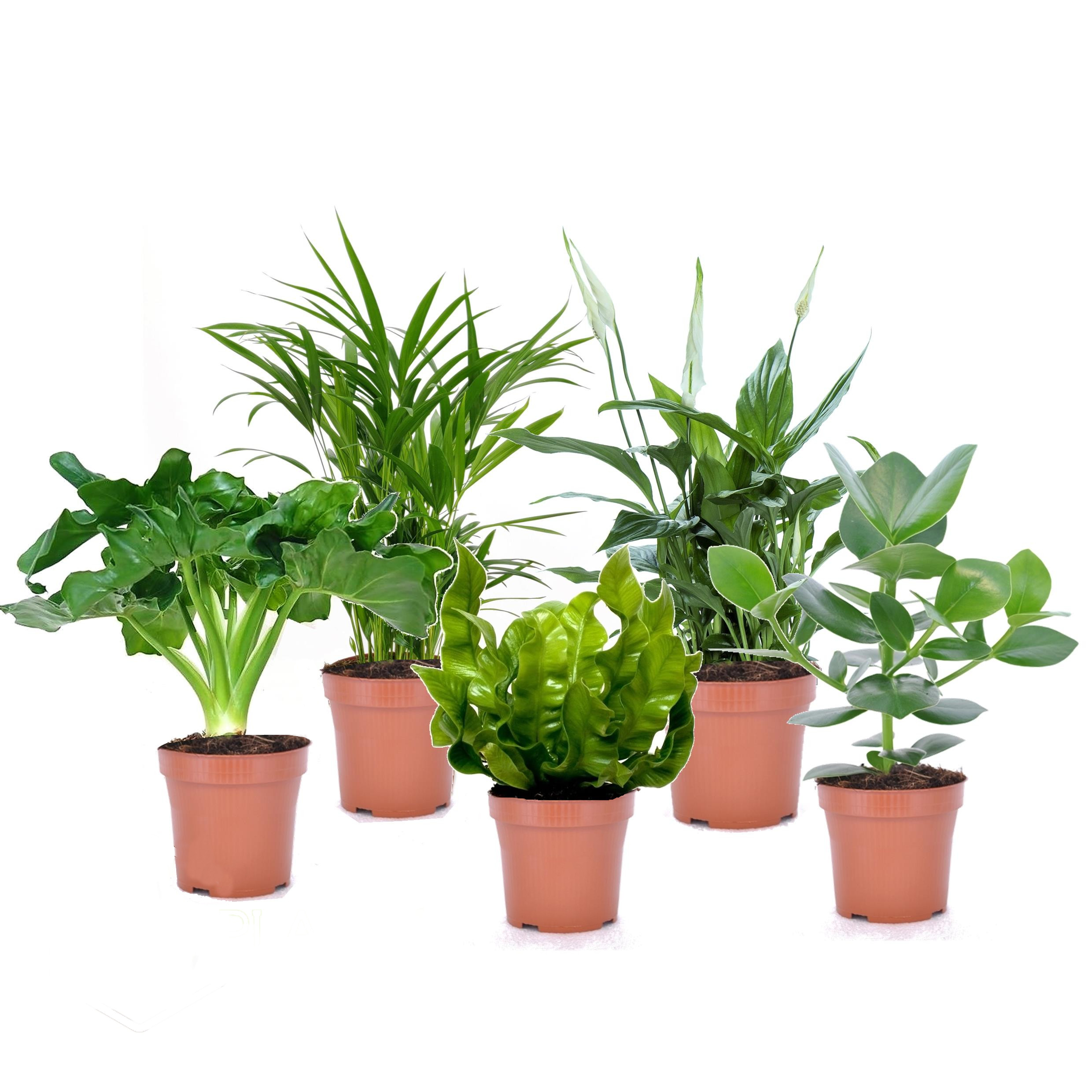 Plantes d'intérieur purificatrices d'air - mix de 5 - pot 12cm - hauteur 25-40cm