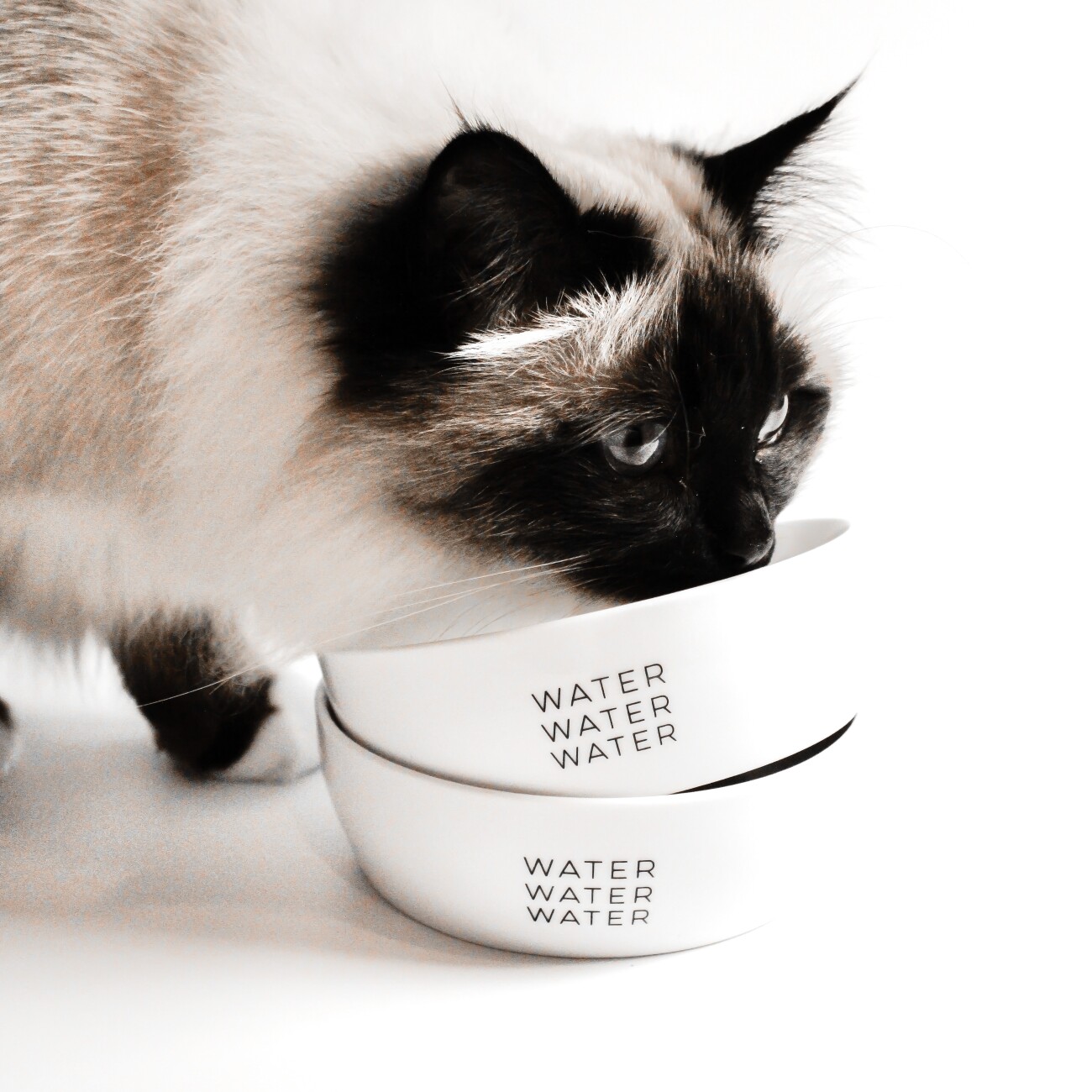 Minty&Marla Katzennapf Keramiknapf, Water, 350ml