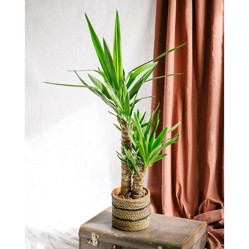 Yucca d'intérieur