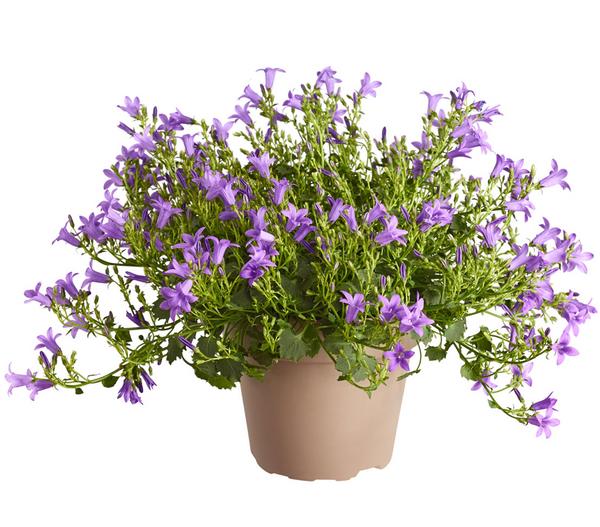 Glockenblume 'Blue Planet'