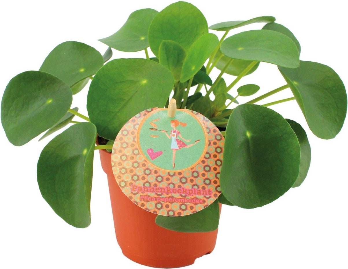 Pannenkoekenplant (Pilea peperomioides) D 10,5 H 15 cm