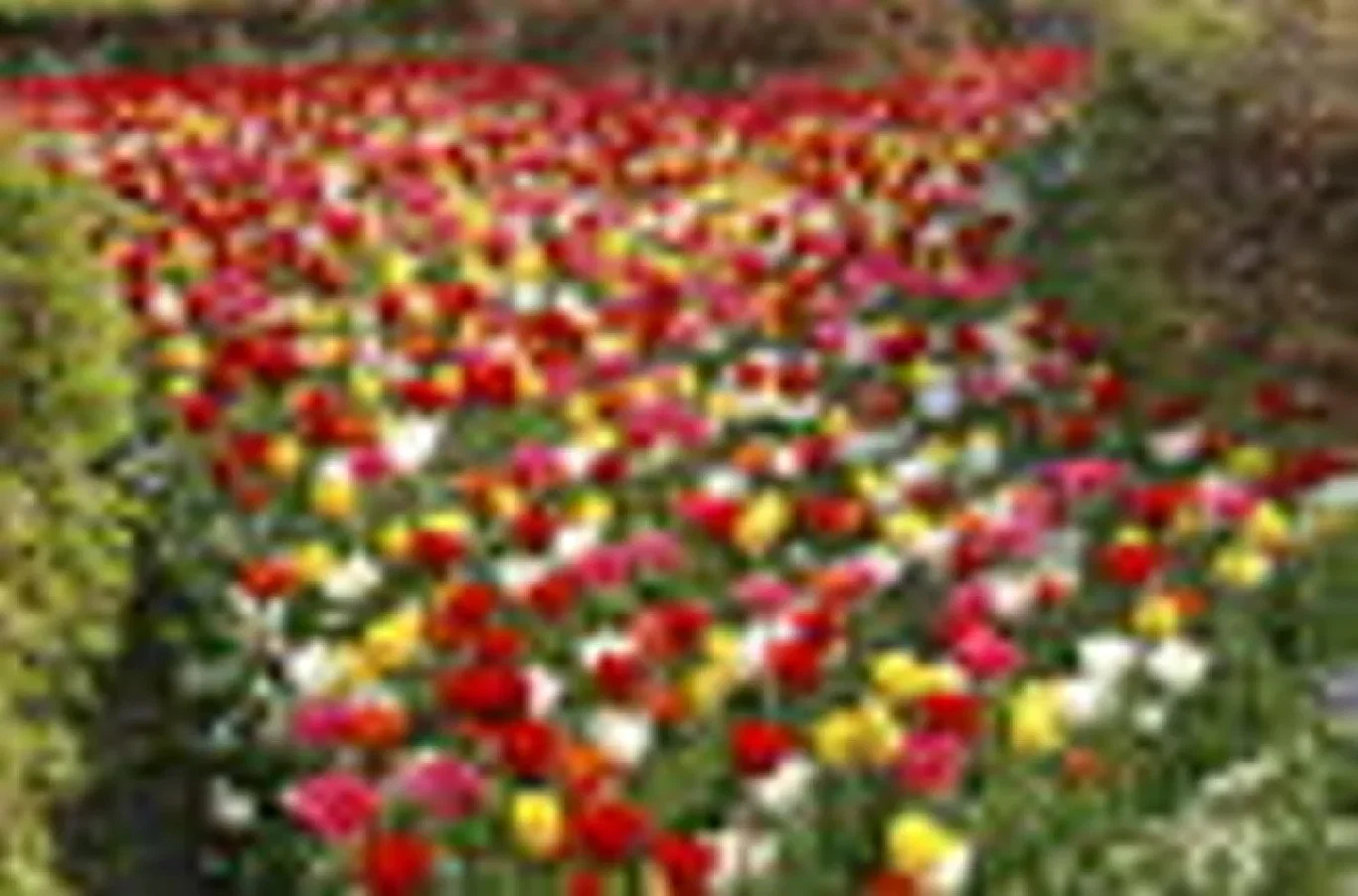 Tulipa gesneriana Triumph-Group Triumph-tulipan