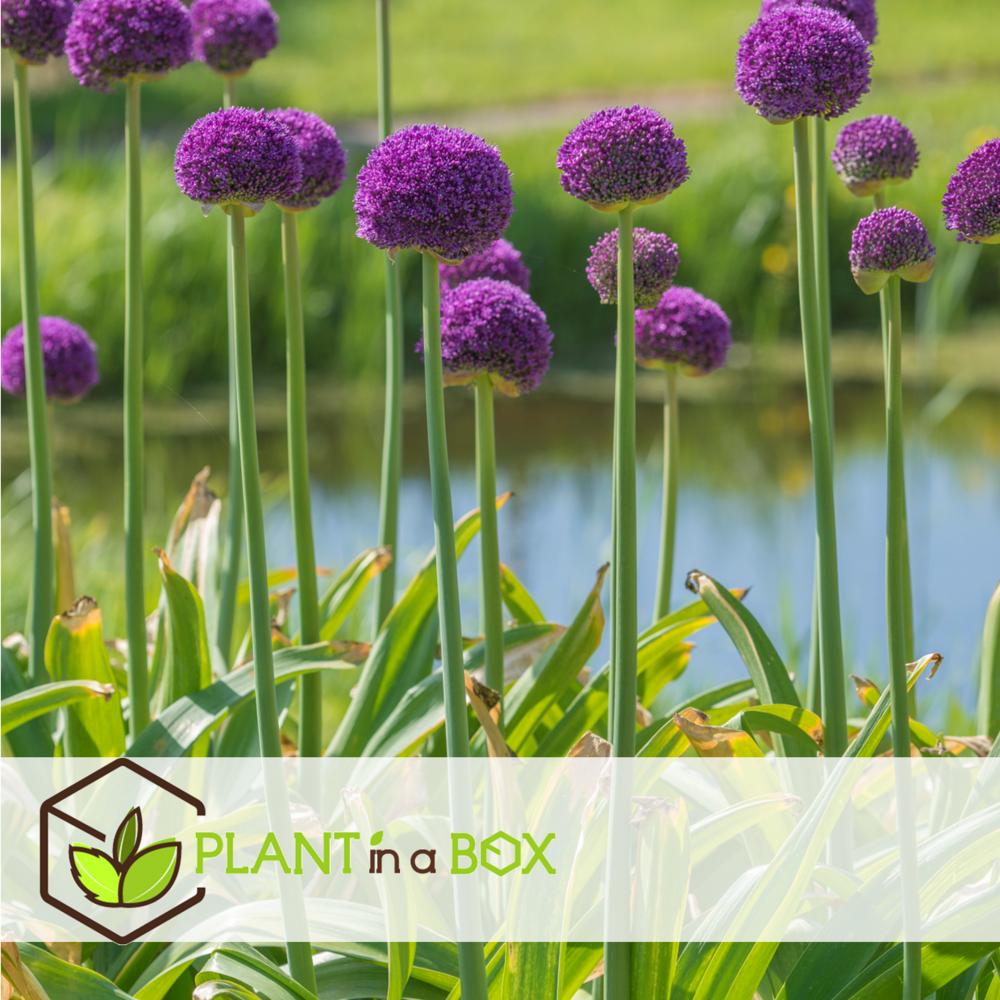 Allium ambassador - bulbes à fleurs x3 - violet / sphériques
