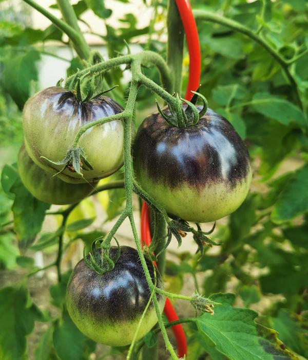bellissa Stahl-Tomatenspirale Colorata