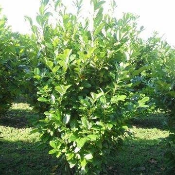 Laurier (Prunus laurocerasus 'Rotundifolia') H 30-40 cm 10 stuks