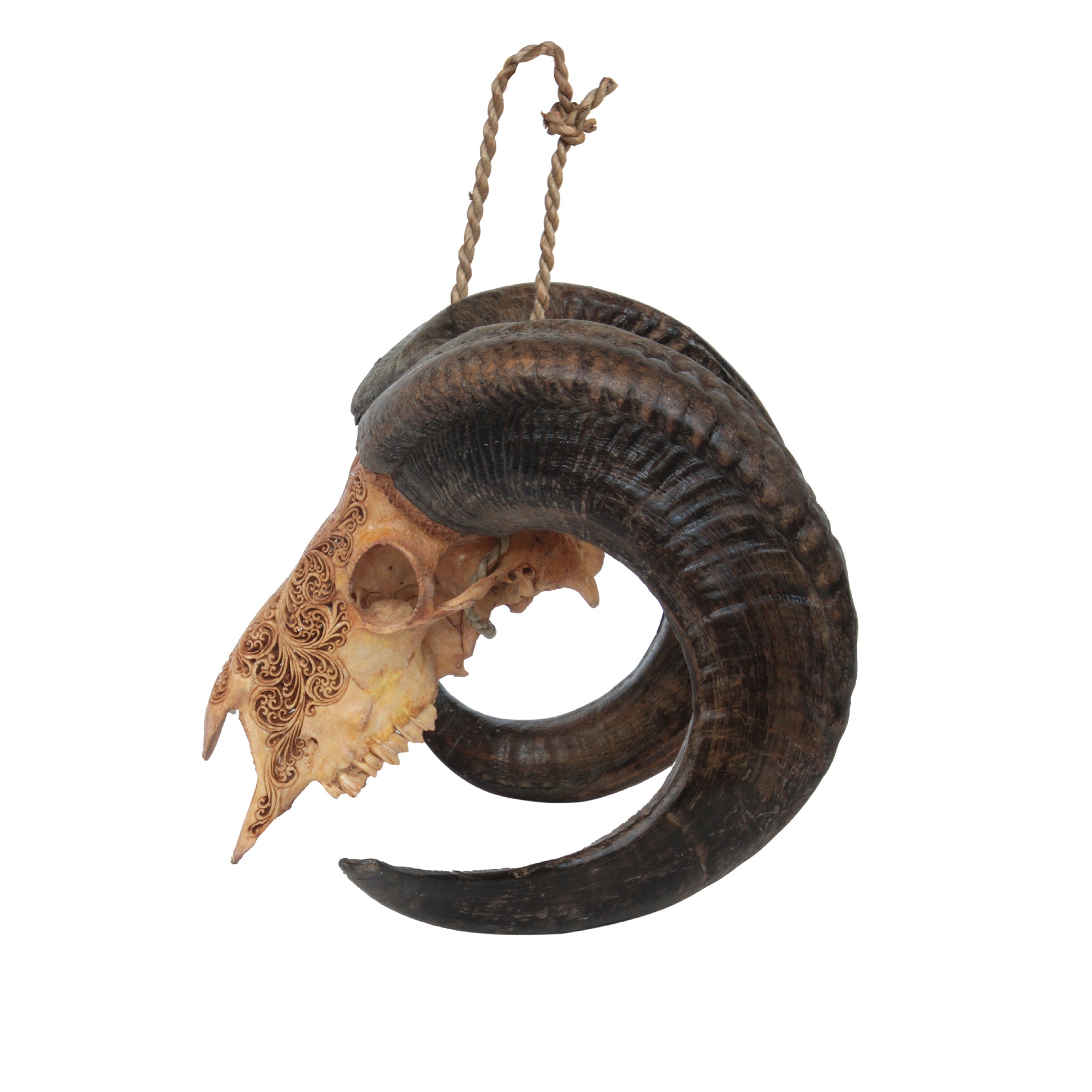 Widderschädel 'Ram', antikbraun, B 60 cm, H 40 cm, L 30 cm von fischer's lagerhaus