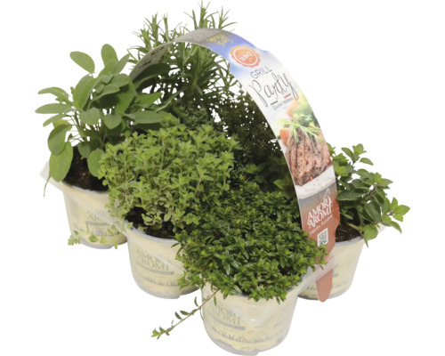 FloraSelf Mediterrane BBQ Kruidenmix 6 stuks Ø 9 cm pot 35 Jaar FloraSelf Jubileumeditie