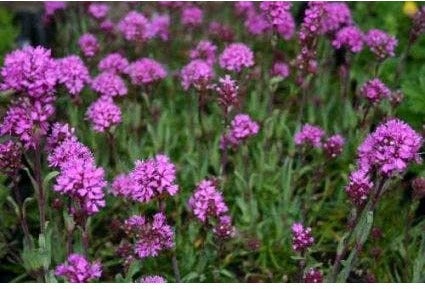 Koekoeksbloem (Lychnis alpina 'Rosea') D 9 H 10 cm